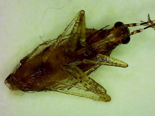 Dicyphini
